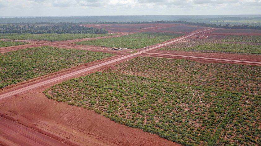 A field of young trees