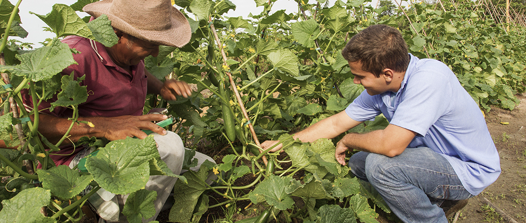 Deux hommes inspectant des plants de concombre